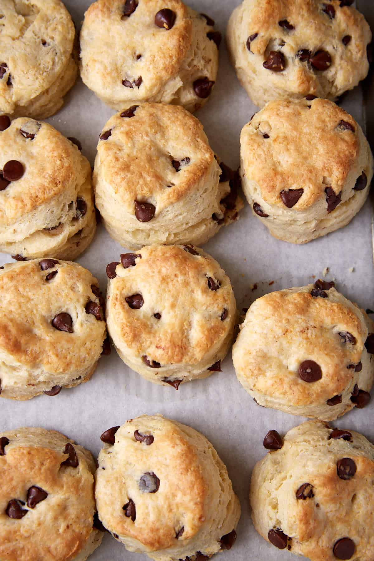 A batch of golden-brown chocolate chip scones, reminiscent of classic Chocolate Chip Biscuits, arranged closely on a baking sheet lined with parchment paper.